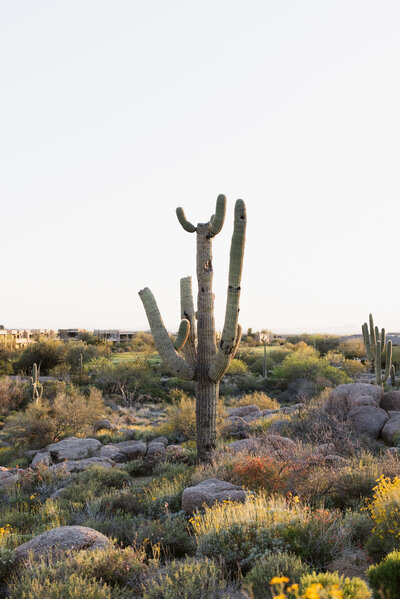 saguaro cactus in the desert at sunset