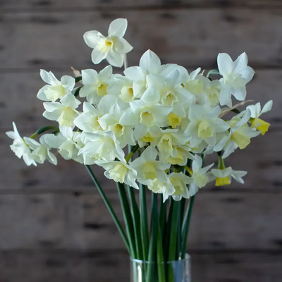 From tiny paperwhites to frilly daffodils, Narcissus has a long growing season on California's Central Coast.
