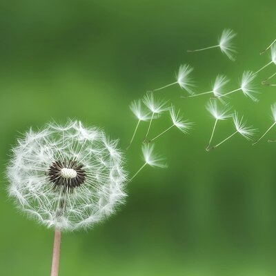 Natural rhythm, Online EMDR Intensives, online therapy with chartered psychologist, accredited EMDR practitioner