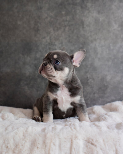 Available  Blue Frenchie