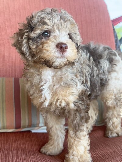Merle doodle puppies for sale