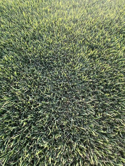 Bermuda, St. Augustine & Zoysia Grass | Horizon Grass Farms
