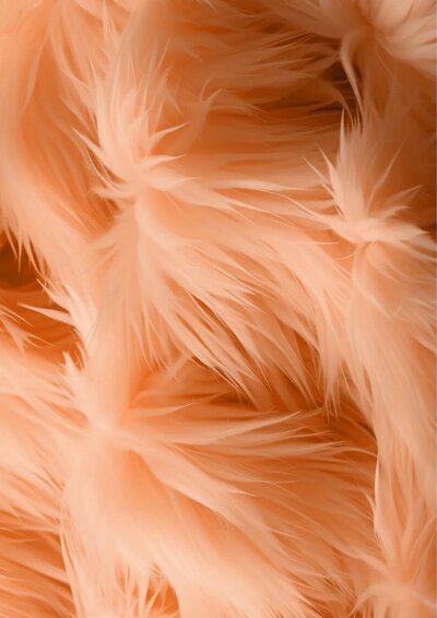 orange feathers close up