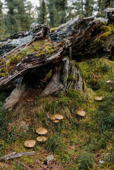 A moss-covered tree stump and fallen trunk, with mushrooms beneath. Photo by Julia