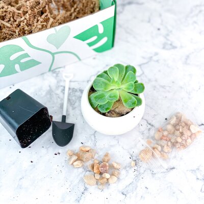 LIVE LONG AND PLANT_image-DIY Succulent Gift Box_Pt 2