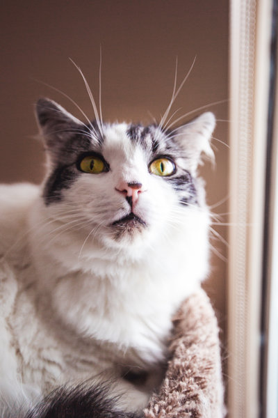 meg kristina langley pet photographer- cat sitter