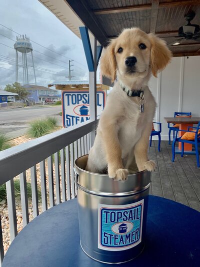 Topsail Steamer - Take Home, Steam & Eat Seafood Steam Pots