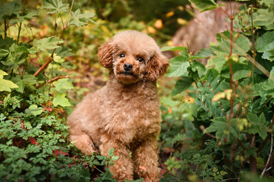 Heavenly Puppies to Love Cavapoo, Cockapoo, and Maltipoo Puppies Photo Sep 25 2025, 1 29 57 PM40