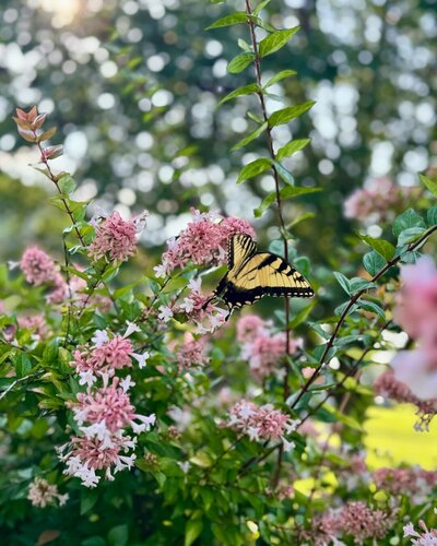 Warm, vibrant photo of a butterfly in a flower bush taken by Through Victoria's Lens