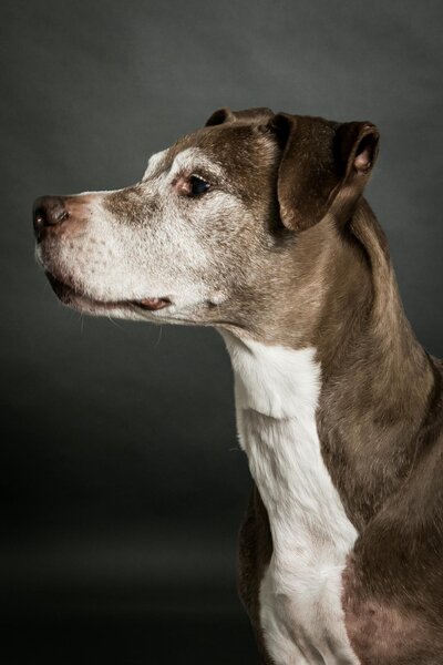 San Francisco pet photography