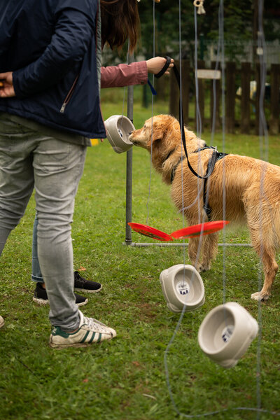 Hond neemt deel aan de Dog Games en probeert snoepjes te pakken uit een spelinstallatie tijdens Just Woofing