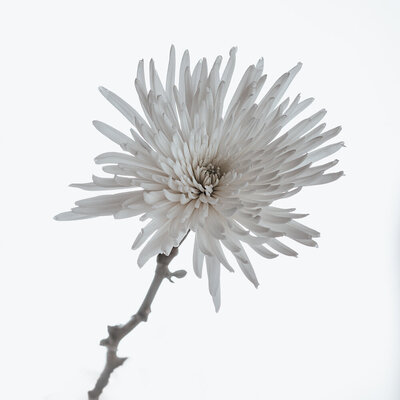 white chrusanthemum
