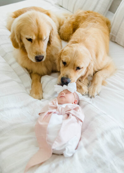 Mom and dad walking with their newborn baby and 2 spaniels