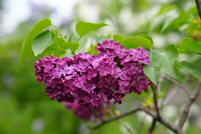 Agincourt Beauty syringa vulgaris blue lilac violet heirloom lilac at North Country Lilacs nursery in Canton, New York