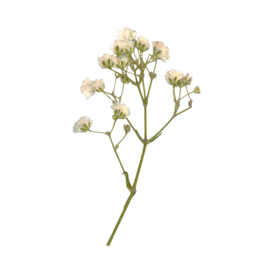 Dried white flowers web element