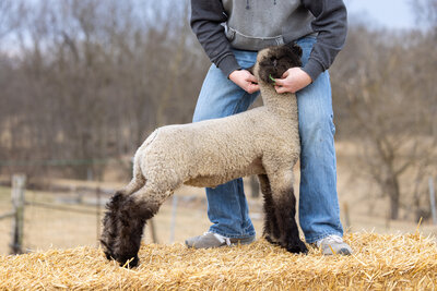 livestock photographer