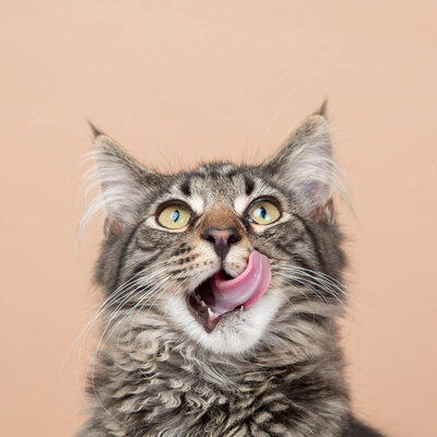 studio photo of a maine coon kitten licking his lips on a tan backdrop