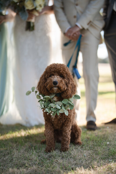 a puppy celebrates the bride and groom in their wedding ceremony