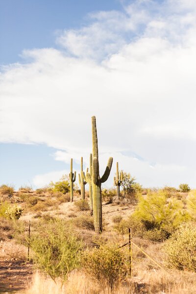 arizona-desert-cactus-sunny-grand-canyon-phoenix-landscape_4755