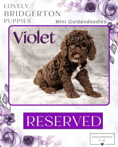 Bridgerton - Purple Violet Female