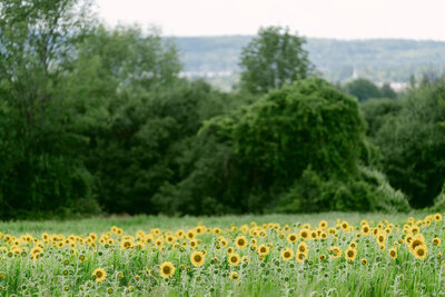 field of sunflowers in front of panoramic hillside views
