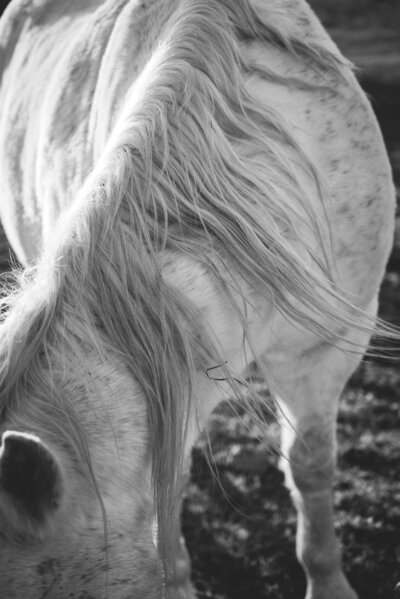 black and white flea bitten grey horse