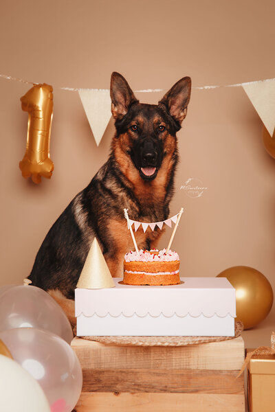 Hondenfotografie van een Duitse herder tijdens een cakesmash fotoshoot in Geel, bij hondenfotograaf België.