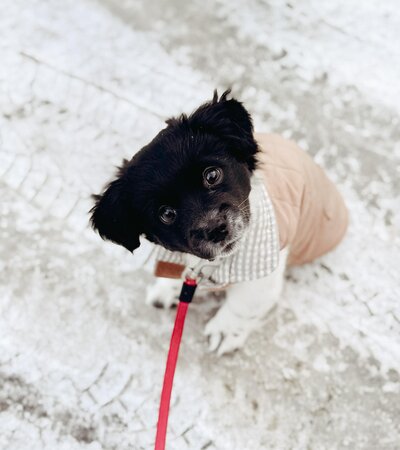A cute rescue puppy in winter clothes, looking at the camera.