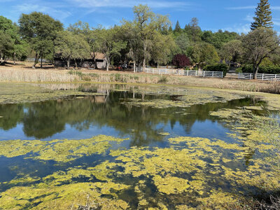 Pond with algae prior to chemical treatment