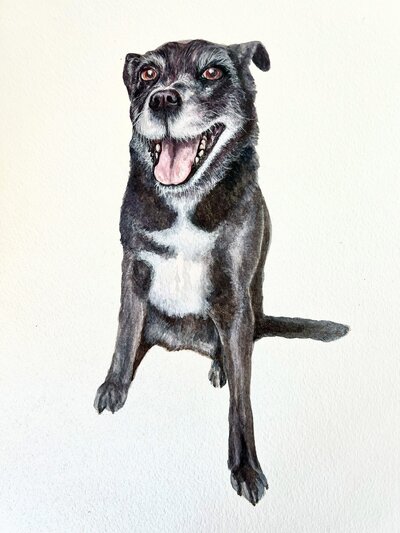 Realistic pet and animal portraits, including detailed sketches of dogs, cats, and other animals.
