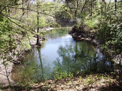 Troy Springs State Park scene in Mayo, Florida, with a small, calm river reflecting the surrounding trees. The area is lush with greenery and dappled sunlight filtering through the canopy, ideal for those exploring Mayo Florida campgrounds nestled among leafy banks and underbrush.