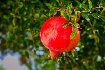 pomegranate-7495289_1280
