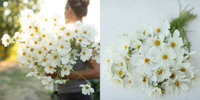 Cosmos grows with abandon on Carmel's Central Coast