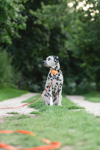 lorren-loki-Am56jieF80g-unsplash
