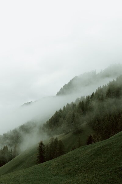 Foggy evergreen forest