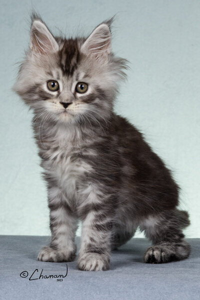 Champion_maine_coon_Steel_1