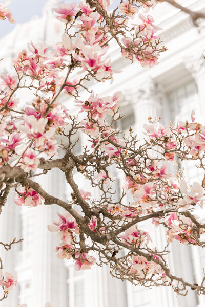 spring Photos at Jefferson city Capitol Building