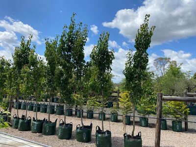 ORNAMENTAL PEARS 'CAPITAL' Pyrus calleryana 'Capital'