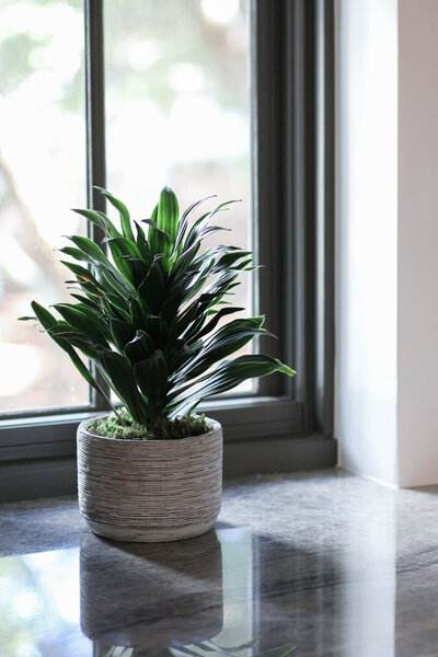 House plant on marble countertop