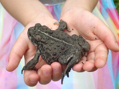 toad hands editWEB