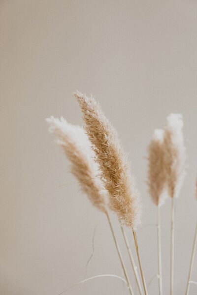 four dried boho grasses in front of a beige wall