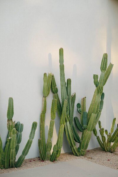 Modern desert wedding in Scottsdale, styled by J.Starr Wedding Company