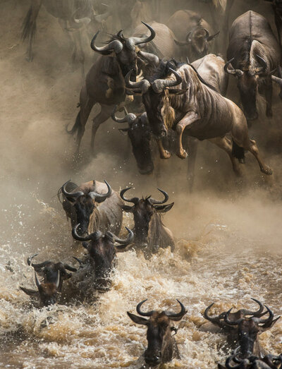 African wildebeest crossing a river.