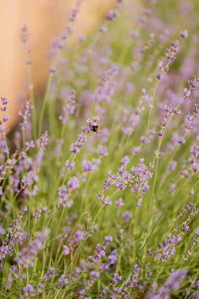 Lake Tahoe wedding photographer, wedding photos Lavender Ridge, best wedding photography Reno