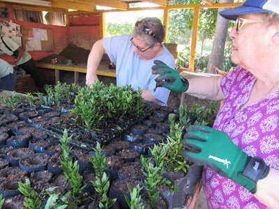 Group of volunteers planting plants