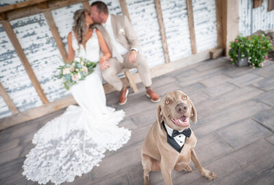 dog with tuxedo tie stands in front of kissing bride and groom