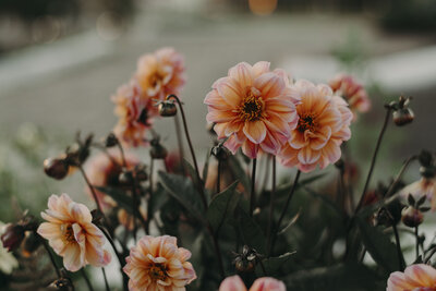 group of orange flowers