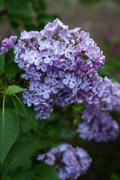 Wonder Blue syringa vulgaris blue lilac violet heirloom lilac at North Country Lilacs nursery in Canton, New York