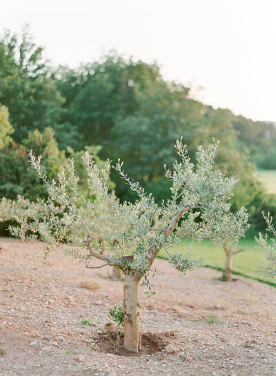 Provence-Wedding-Photographer-12