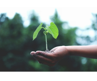 A hand holding a growing plant
